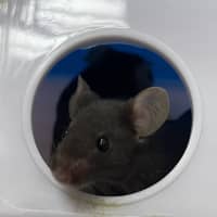 Photo of Havarti