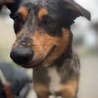 Photo of Buddy
