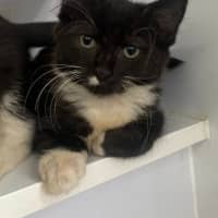 Photo of Buzzie (9968)