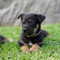Photo of Dusty   7 Week Old Cattle Dog X Kelpie
