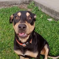Photo of Whiskey