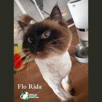 Photo of Flo Rida