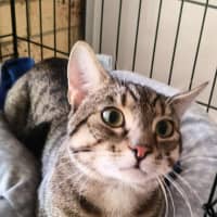 Photo of Niblet
