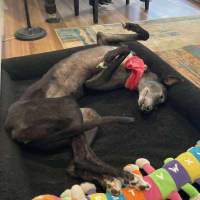 Photo of Goldie The Greyhound