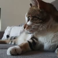 Photo of Mishka (Was Miss Fish Stick)