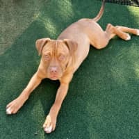 Photo of Roxy   5 Month Old Dogue De Bordeaux X
