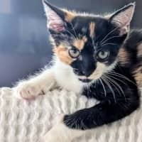 Photo of Kitty Mc Kitty