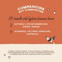 Photo of Warragul, Vic   Rescue Hens   Adoption Day