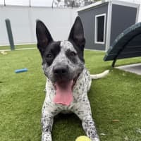 Photo of Buddy