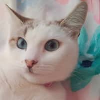Photo of Misty