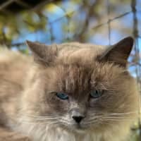 Photo of Lucky Charms