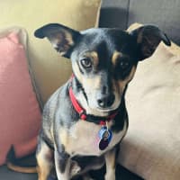 Photo of Valo   3 Year Old Fox Terrier X