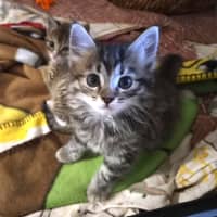 Photo of Taffy