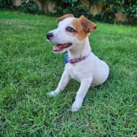 Photo of Sassi   10 Week Old Jack Russell X Fox Terrier