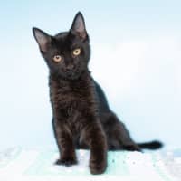 Photo of Caterpillar