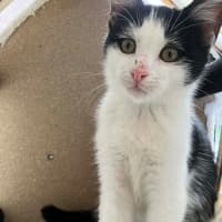 Photo of Oreo 