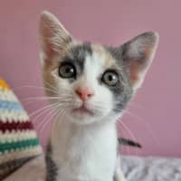 Photo of Xanthe 