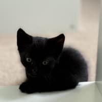 Photo of Sprout   9 Week Old Dsh