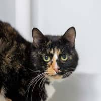 Photo of Honey