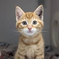 Photo of Spaghetti
