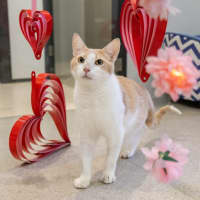 Photo of Toby