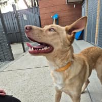 Photo of Trooper! 🦺