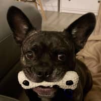 Photo of Buddy   6 Year Old Pug X French Bulldog