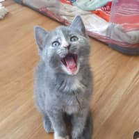 Photo of Buttons   Lcated In Somerville
