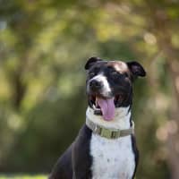 Photo of Tyson
