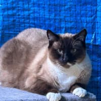 Photo of Chai 