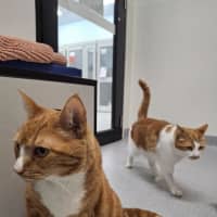 Photo of Primrose (Bonded To Felix)