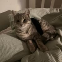 Photo of Hana   Located In Clayton