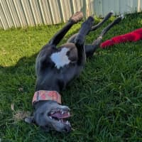 Photo of Amor The Greyhound