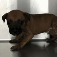 Photo of Prince (P5)