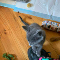 Photo of Finn (Was Haze)