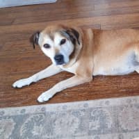 Photo of Lucy