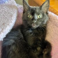 Photo of Thumper *9 Lives Project*