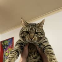 Photo of Moonface