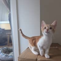 Photo of Stanley Golden