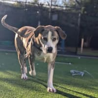 Photo of Indi