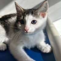 Photo of Rufus 