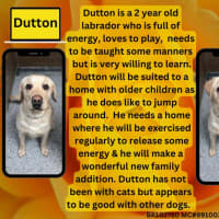 Photo of Dutton