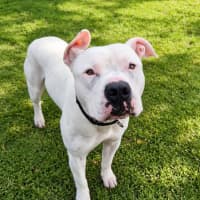 Photo of Buddy
