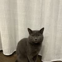 Photo of Groot