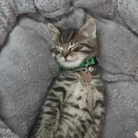 Photo of Chairman Meow