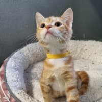 Photo of Squash