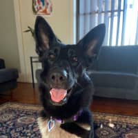 Photo of Sacha   1.5 Year Old German Shepherd (On Trial)