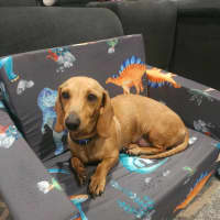 Photo of Honey