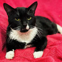 Photo of 12355   Snoop