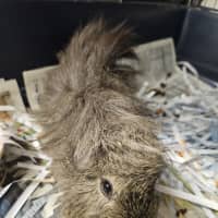 Photo of Possum